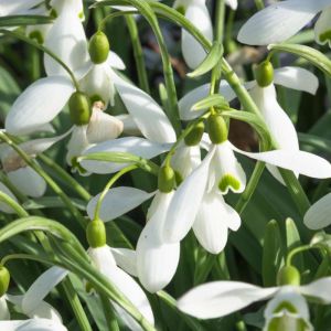 Galanthus ‘Magnet’ – Snowdrop get a quote