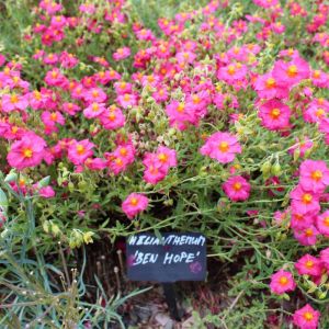 Helianthemum ‘Ben Hope’ – Rock Rose – Sun Rose – get a quote