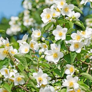 Philadelphus coronarius – Common Mock Orange – Sweet Mock Orange – Mock Orange – get a quote