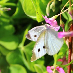 Imported Cabbageworm – Cabbage White – Pieris rapae get a quote