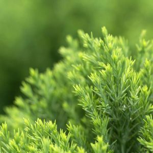 Calocedrus macrolepis – get a quote