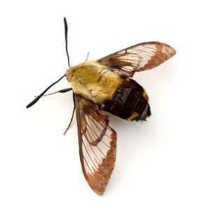 Snowberry Clearwing – Hemaris diffinis get a quote