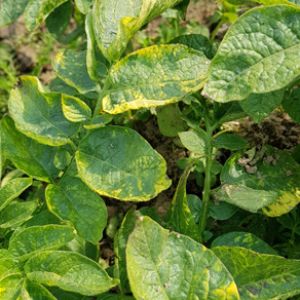 Alfalfa Mosaic Virus get a quote