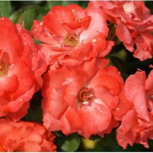 Rosa ‘Marmalade Skies’ – Rose ‘Marmalade Skies’ get a quote