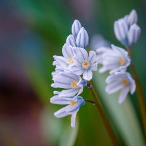 Scilla libanotica – Squill- Bluebel – bulb get a quote