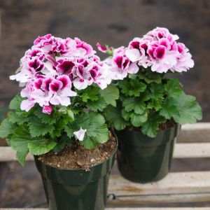Geranium ‘Martha Washington’ – French geraniums – get a quote