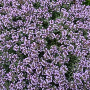 Thymus ‘Praecox’ – Pink Chinz Thyme – get a quote
