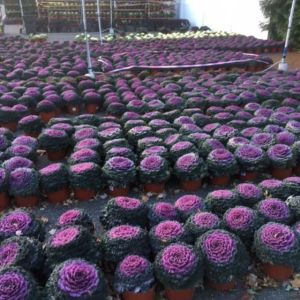 Ornamentale cabbage – Purple Cabbage get a quote
