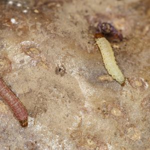 Potato Tuberworms get a quote