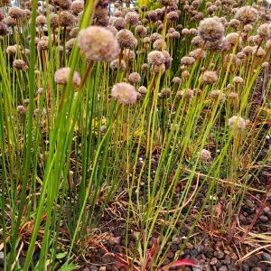 Allium senescens subsp. Montanum – Allium senescens var. calcareum – Onion get a quote
