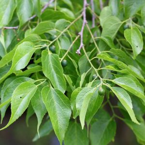 Celtis occidentalis – American Hackberry – Hackberry – Nettle Tree – get a quote