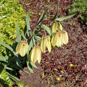 Fritillaria pallidiflora – Fritillary – get a quote