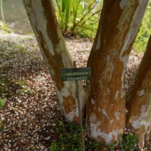 Luma apiculata – Palo Colorado – Temu – Myrtus luma – Eugenia apiculaata – get a quote