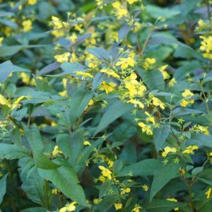 Lysimachia ciliata – Steironema ciliata – Loosestrife – get a quote