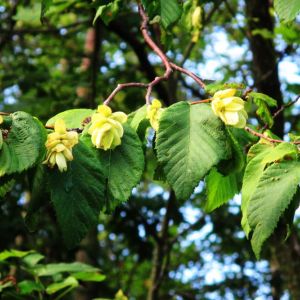 Ostrya virginiana – American Hop Hornbeam – Eastern Hop Hornbeam – Ironwood – Hop-Hornbeam – get a quote