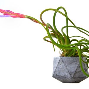 Tillandsia caput-medusae – Air Plant – get a quote