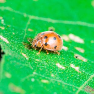 Mexican Bean Beetle – Epilachhna varivestis get a quote