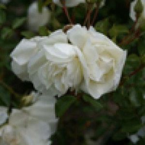 Rosa x ‘Noaschnee’ – Rose ‘Noaschnee’ get a quote