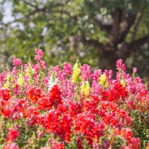 Antirrhinum majus ‘Madame Butterfly’ – Snapdragon get a quote