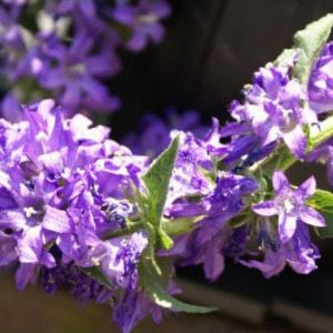 Campanula glomerata ‘Superba’ – Clustered bellflower – get a quote