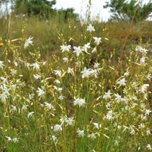 Anthericum ramosum ‘ Anthericum graminifolium ‘ Spider plant get a quote