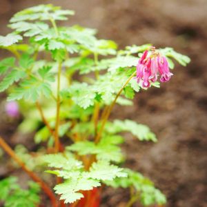 Dicentra ‘Luxuriant’ – Bleeding Heart – get a quote