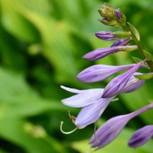Hosta ‘Lancifolia’  – Plantain Lily ‘Lancifolia’ get a quote