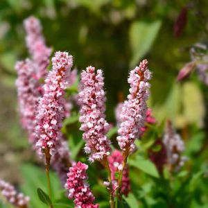 Persicaria affinis – Polygonum affine – Himalayan Knotweed – Aconogonon – Bistorta – Polygonum – Tovara – Fleeceflower – Knotweed – get a quote