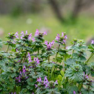 Henbit get a quote