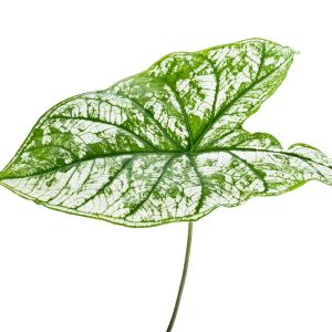 Caladium bicolor ‘White Christmas’ – Caladium x hortulanum ‘White Christmas’ – Angel Wings – Fancy-leafed Caladium – Elephant’s Ear – Heart of Jesus – Mother-in-law Plant – get a quote