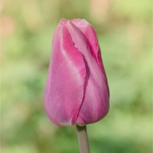 Tulipa ‘Mistress’ – Tulip ‘Mistress’ get a quote