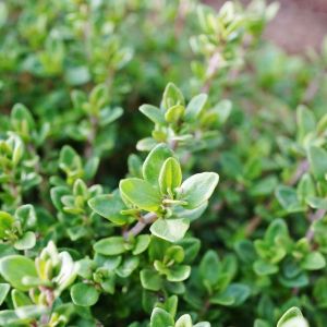 Thymus vulgaris – thyme – Common Thyme – Garden Thyme  – herb get a quote