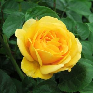 Rosa ‘Gold Medal’ – Rose ‘Gold Medal’ get a quote