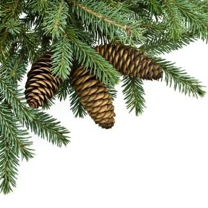 Buy Conifers Plants