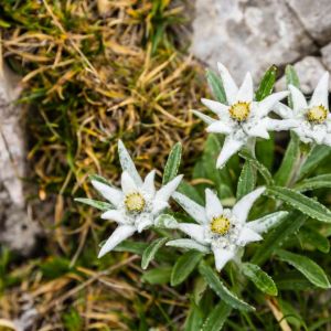 Leontopodium alpinum subsp. nivale – Leontopodium nivale – Edelweiss – get a quote