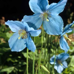 Meconopsis x sheldonii – get a quote