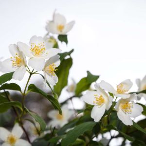 Philadelphus ‘Innocence’ – Mock Orange – get a quote