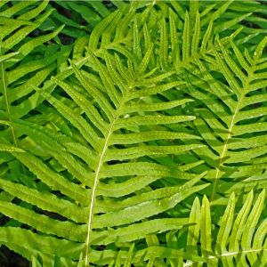 Polypodium cambricum – Polypodium australe – Polypodium vulgare subsp. serratum – Southern Polypody  – California Polypody – Polypody – get a quote