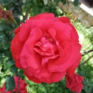 Rosa x odorata ‘Semperflorens’ – Rose chinensis ‘Semperflorens’ – Slater’s crimson China rose – get a quote