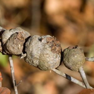 Gouty Oak Gall – Callirhtis quercuspunctata get a quote