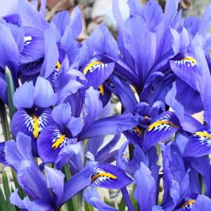 Iris l. ‘Reticulata’ – bulbs get a quote