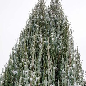 Juniperus scopulorum ‘Wichita Blue’ – Rocky Mountain Juniper – Sabina – Juniper get a quote