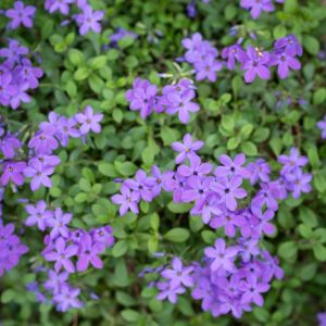 Phlox stolonifera ‘Sherwood Purple’  – Creeping Phlox get a quote
