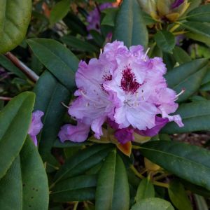 Rhododendron ‘Blue Peter’ – Azaleas – get a quote