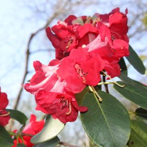 Rhododendron thomsonii – Azaleas – get a quote