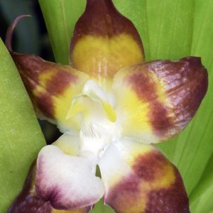 Huntleya – Orchid get a quote