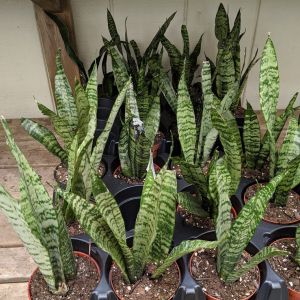 Sansevieria trifasciata – Snake Plant – Mother-in-laws Tongue get a quote