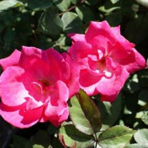 Rosa ‘Knockout Single Red’ – Rose ‘Knockout Single Red’ get a quote