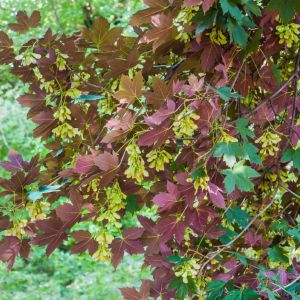 Acer pseudoplatanus ‘Purpurem’ ‘ ‘Sycamore Maple’ ‘ ‘Planetree Maple’ – maple get a quote