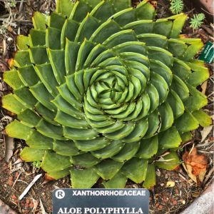 Aloe polyphylla – Spiral Aloe – get a quote